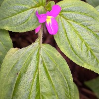 Sonerila pilosula Thwaites